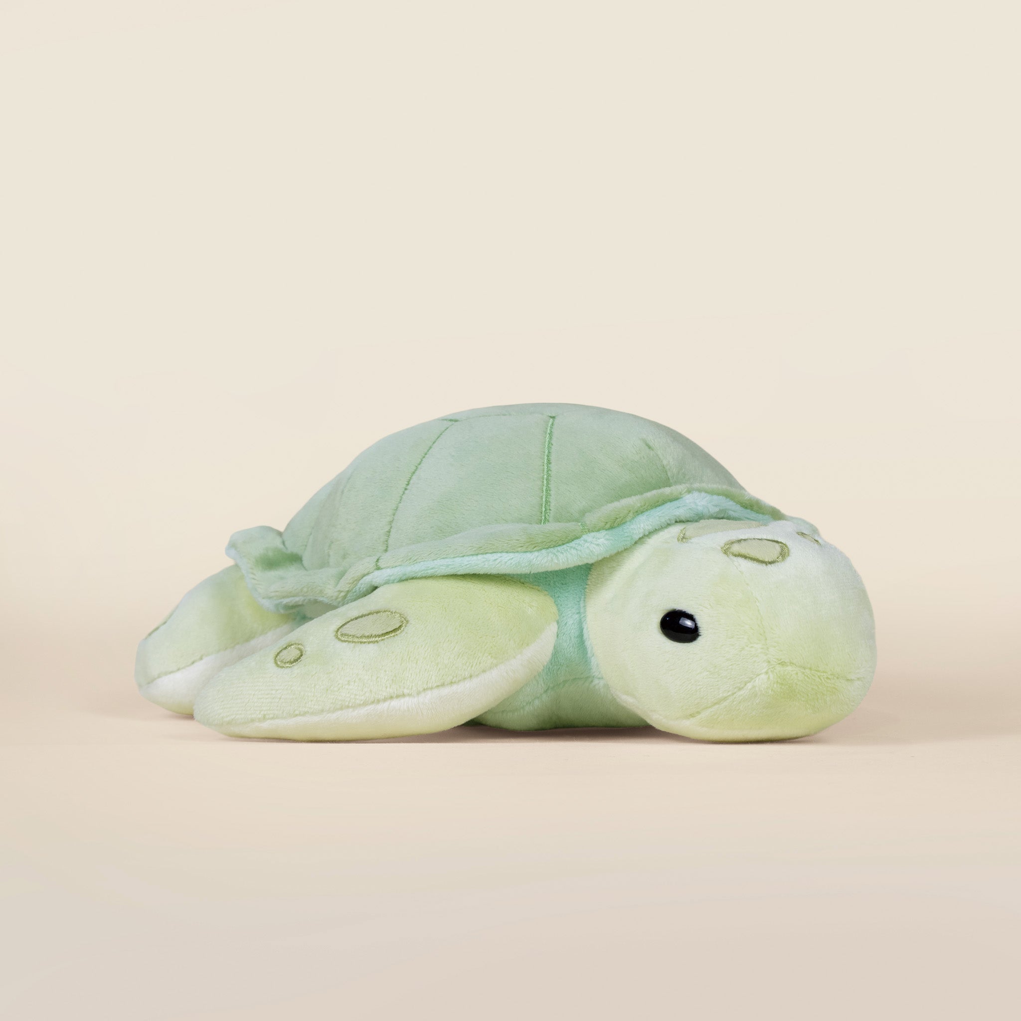 Sea Torti the Sea Turtle