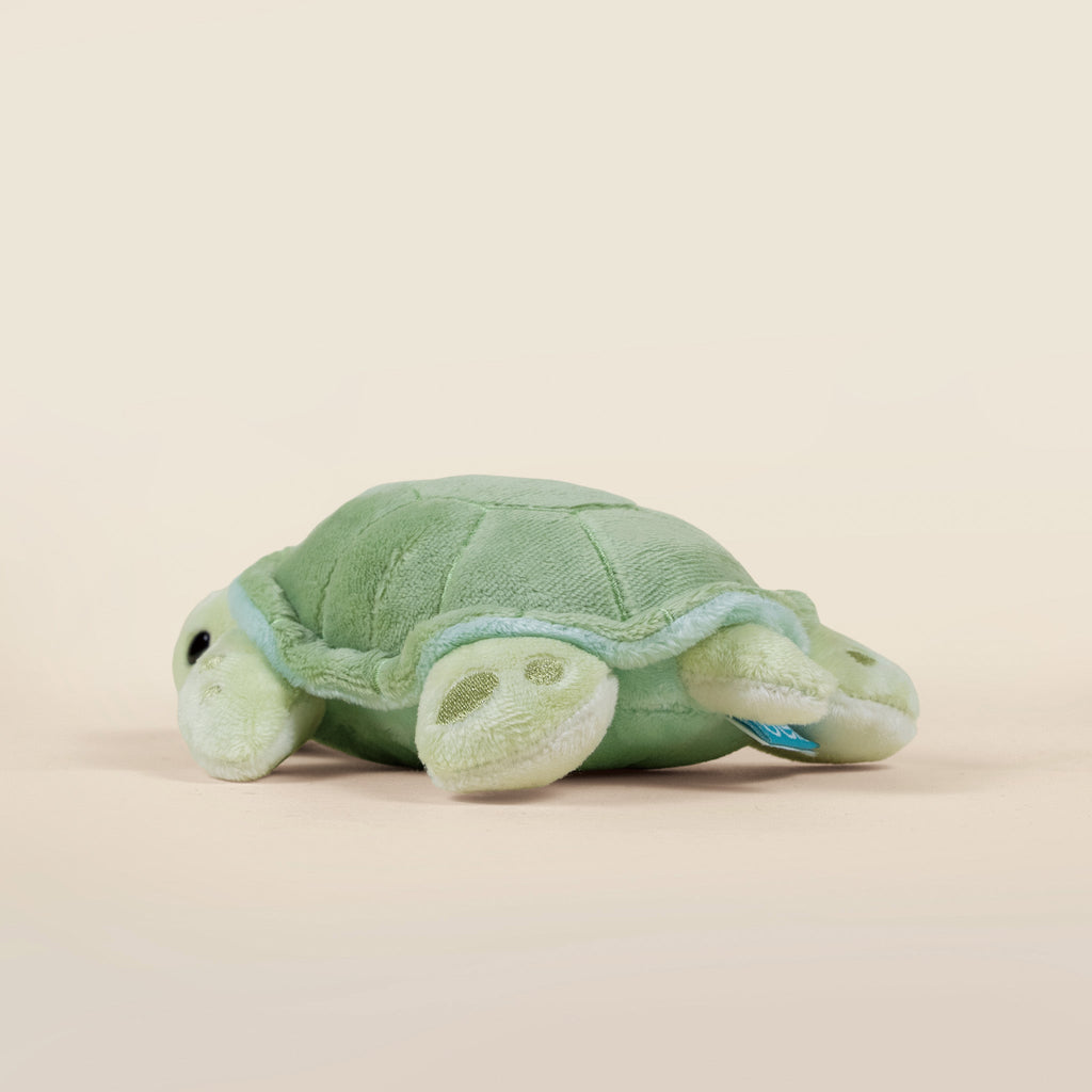 Mini Sea Torti the Sea Turtle