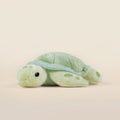 Mini Sea Torti the Sea Turtle